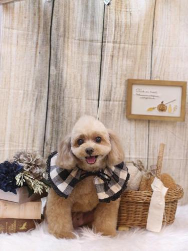 20241024バーディーくん